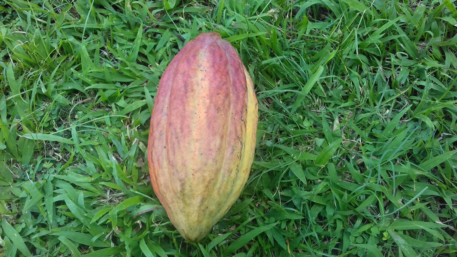 Belize Maya Mountain Cacao Cacao Of Excellence