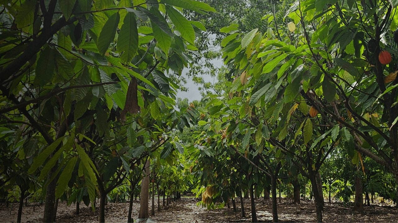 Producers of Excellence: Cacao of Excellence